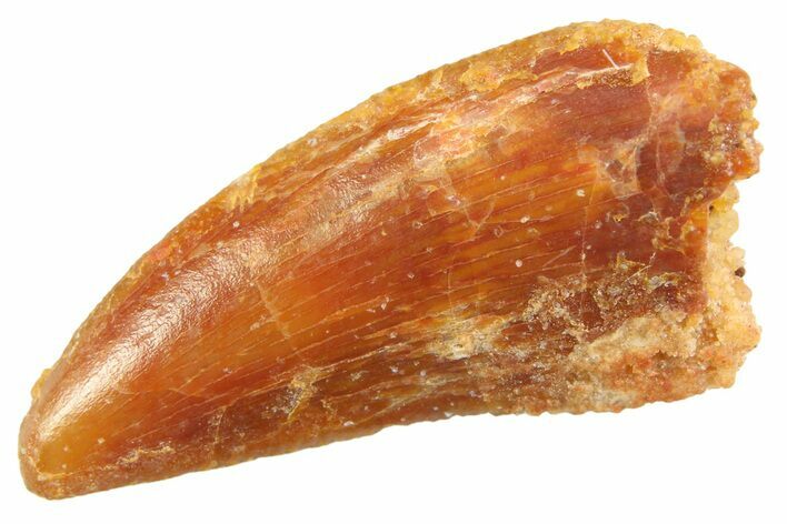 Serrated Raptor Tooth - Real Dinosaur Tooth #347052